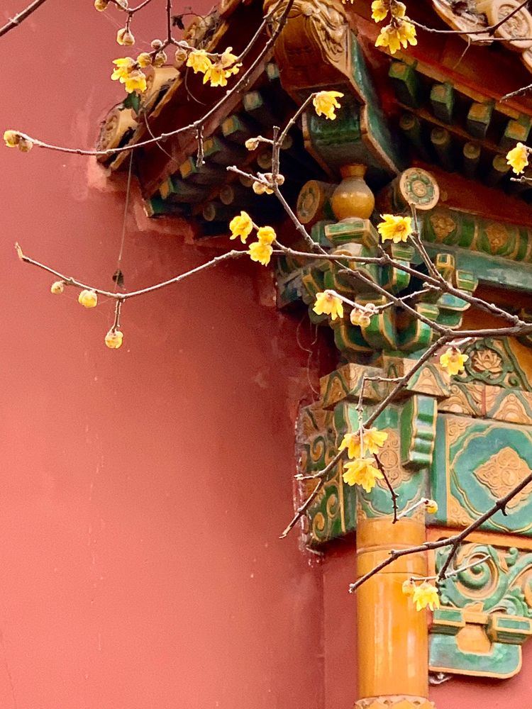 不惧严寒,不惧严寒静待春暖花开