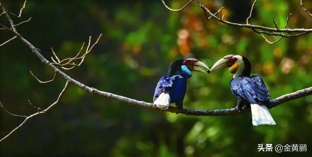 为什么云南女人长相好看,云南真的很漂亮吗