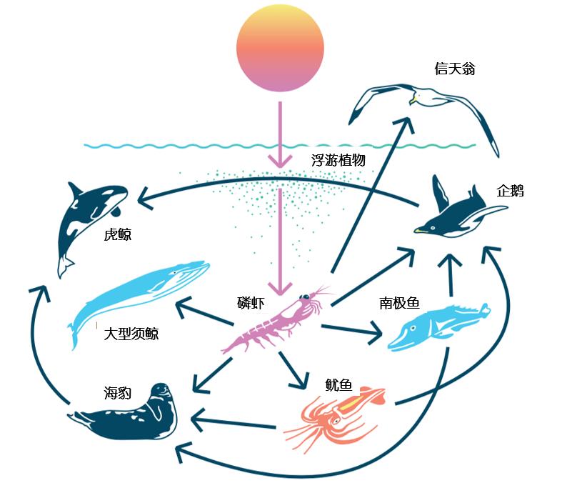 磷虾危机：6.5亿吨“蛋白库”，人类动了鲸鱼的“奶酪”？