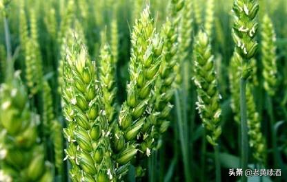 老字号青稞酒和黄盖汾酒对比,青稞酒和汾酒哪个好喝