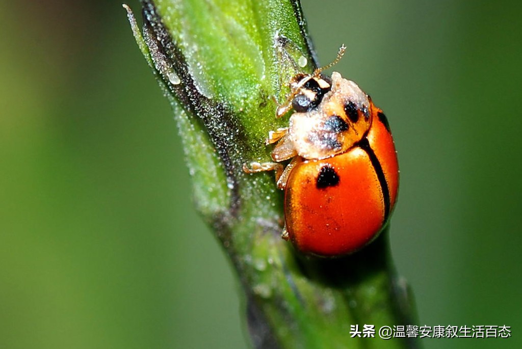 了解各种昆虫的习性,幼儿了解昆虫知识