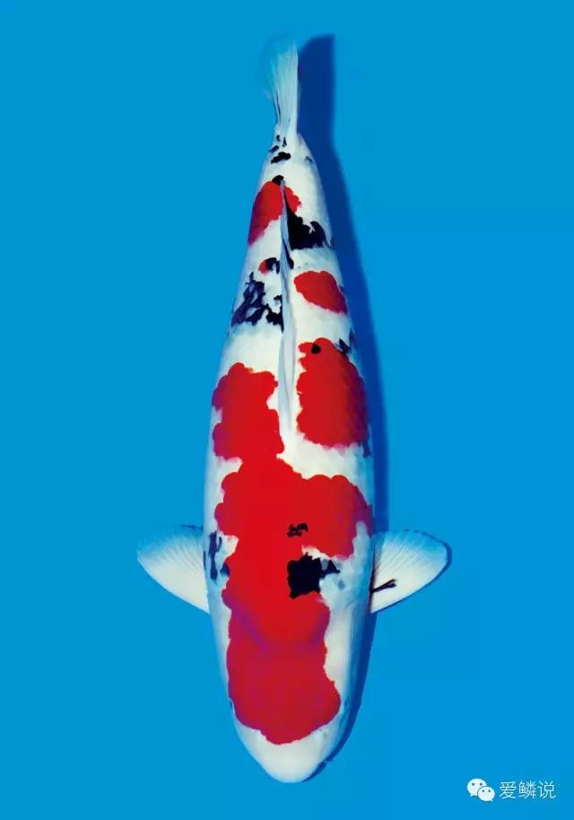 锦鲤碰了受伤了怎么治疗,锦鲤外伤要不要下盐