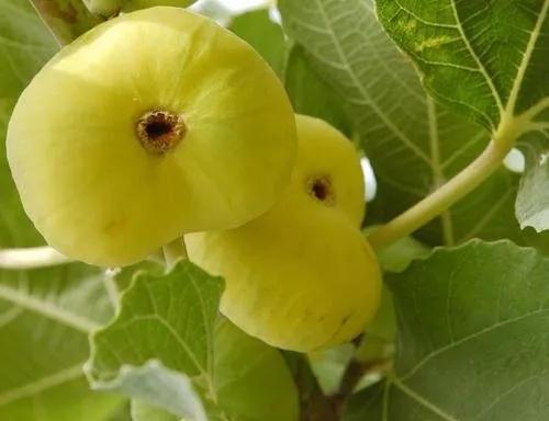 各种水果吃法时间表,7种水果要经常给孩子吃