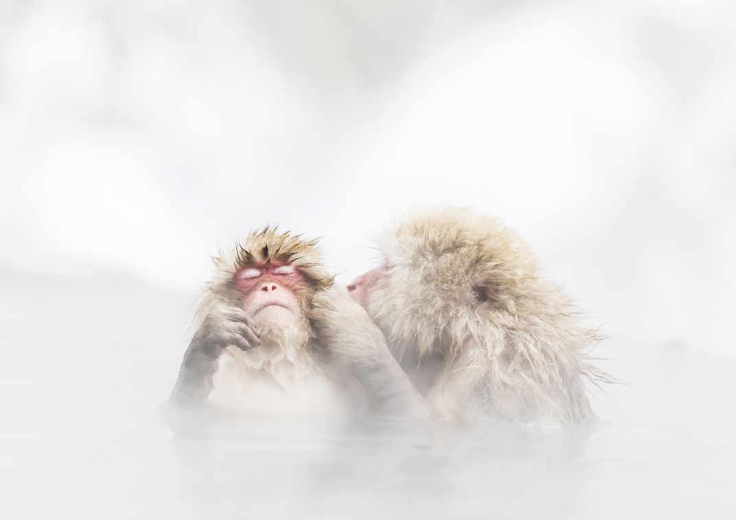 美国史密森尼摄影大奖,史密森尼摄影大奖