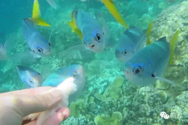 帕劳和斐济哪个好玩一点,帕劳vs斐济