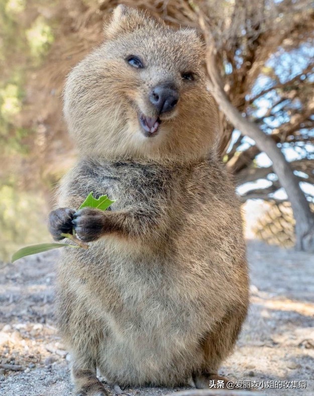 为什么我们会微笑?10个关于微笑袋鼠的萌萌秘密