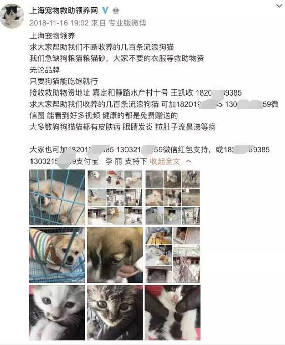 交易猫被央视曝光,收养流浪狗的真实记录