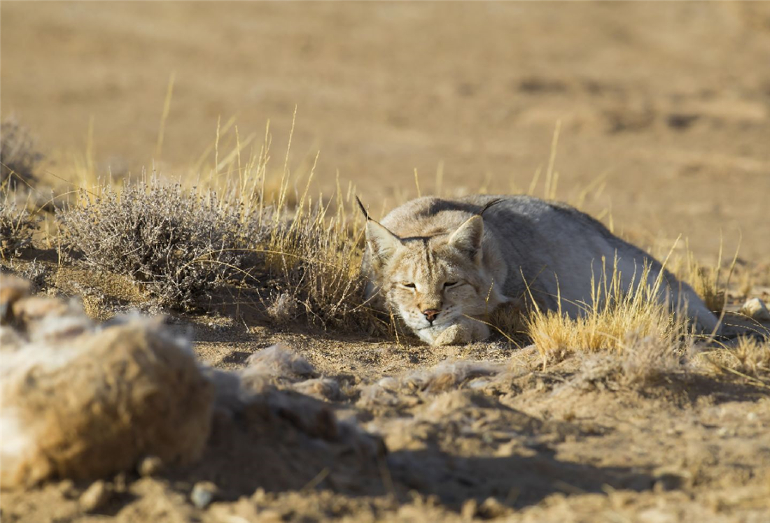 四川甘孜发现2只小雪豹,猞猁捕捉兔子