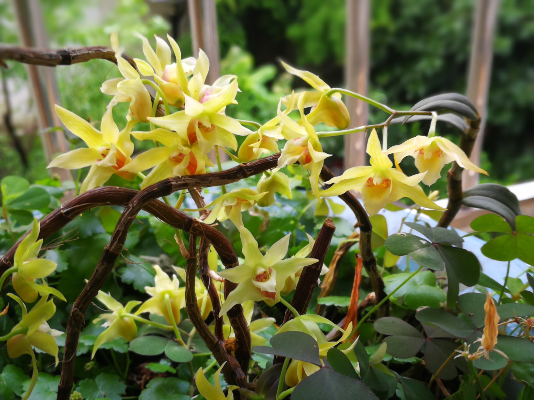 石斛兰的正确养护方法,石斛兰养护的小技巧