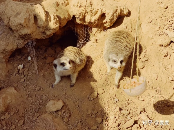 野生动物园长隆游玩攻略,野生动物园长隆攻略图片