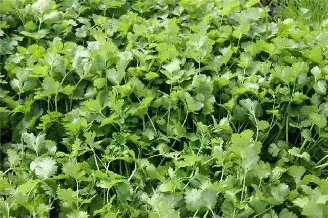 身边常见花卉识别,身边常见的树有哪些