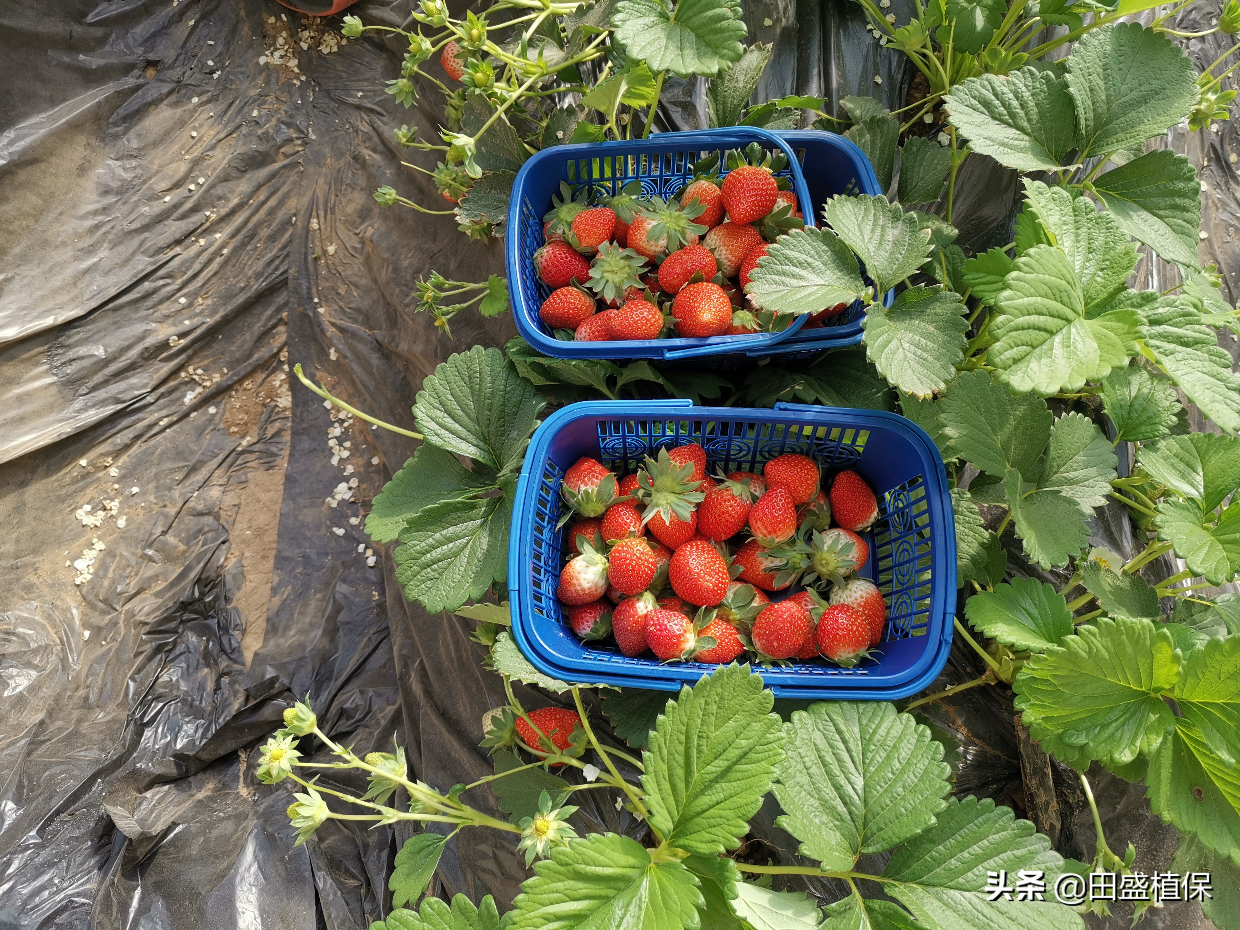 草莓种植离不开精准科学管理,草莓优质高产种植方案之病虫害