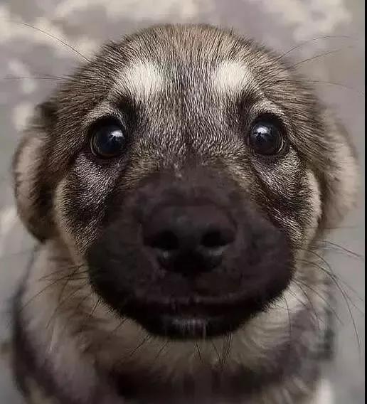 土狗对土主人忠诚吗,土狗vs洋狗