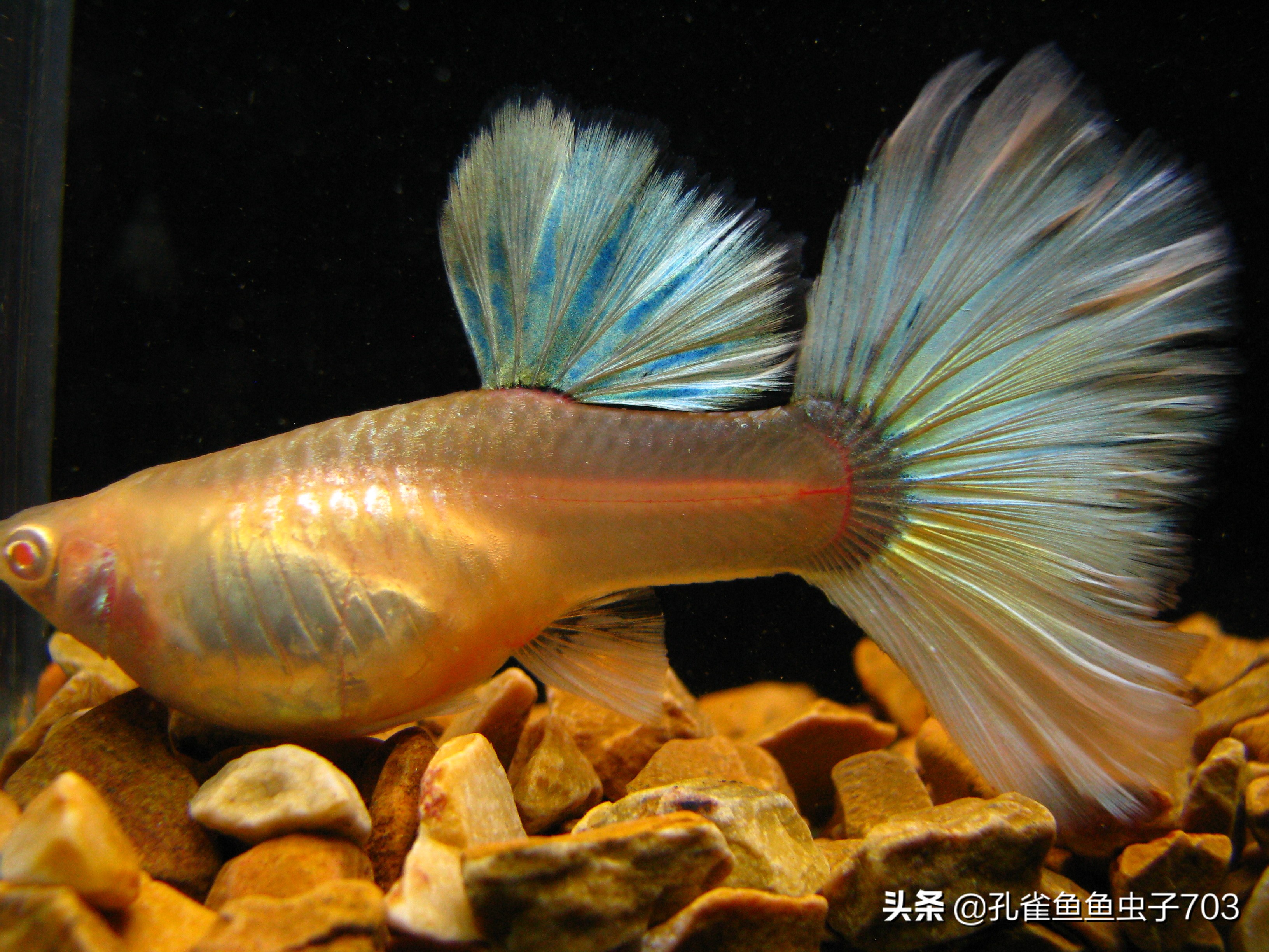 孔雀鱼雄化能繁殖吗,孔雀鱼公鱼雄化怎么办