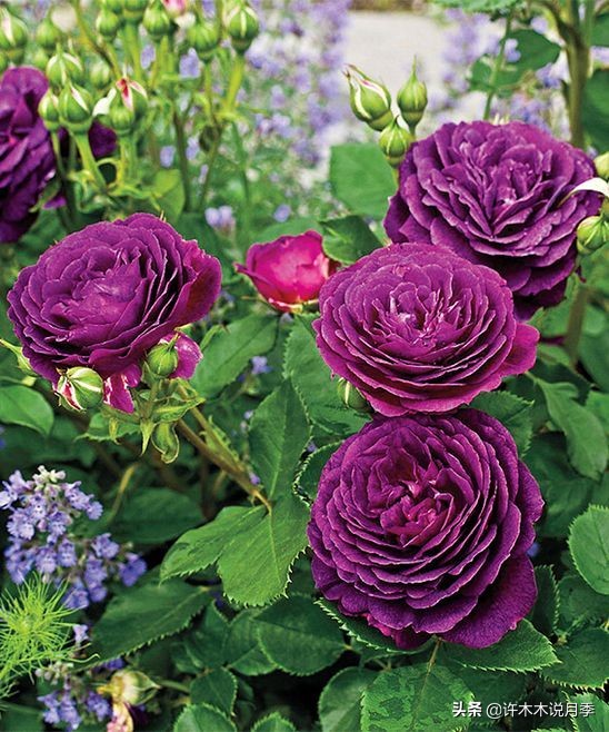 四季开花勤花月季,最好养最勤花的月季