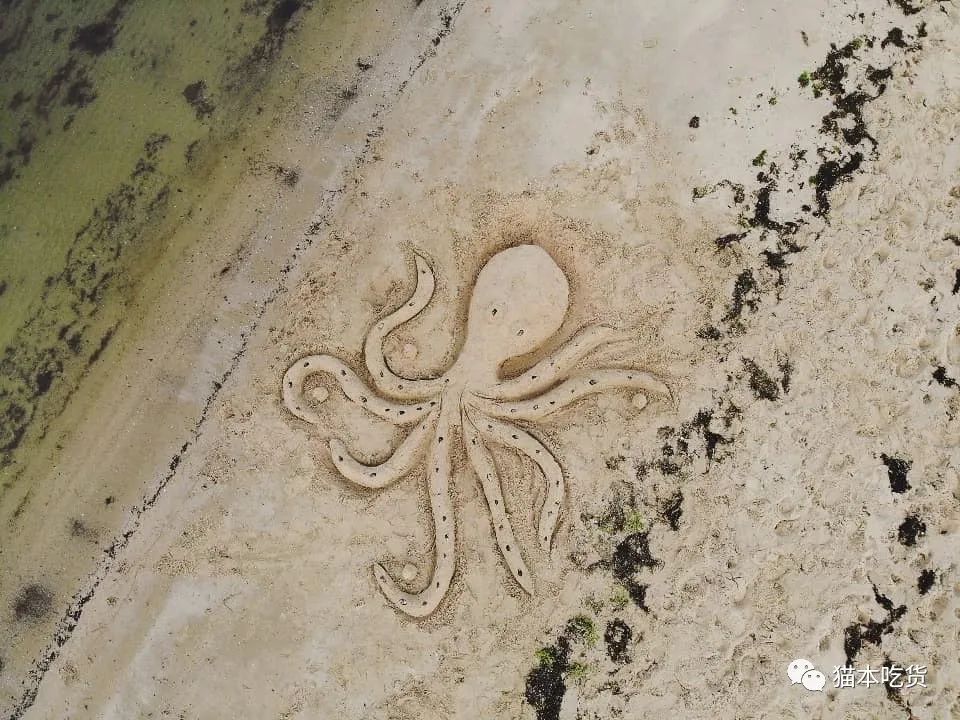 墨尔本两只相互依偎的企鹅,澳大利亚墨尔本看企鹅