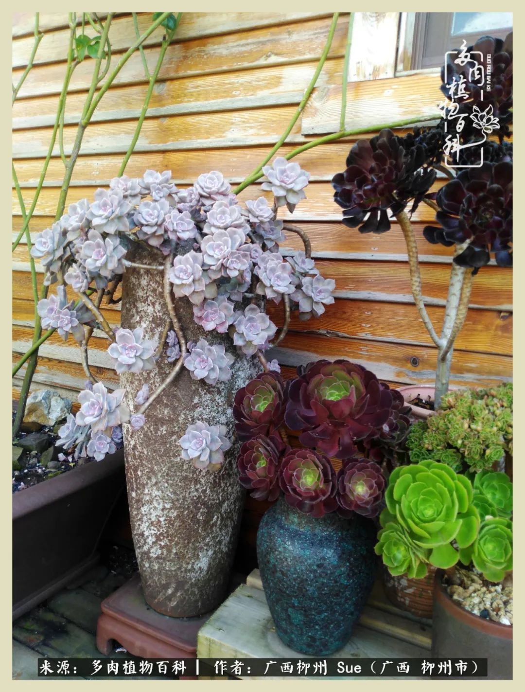 艳阳高照凉爽贵州,我要勤快地捕捉美好!(二)