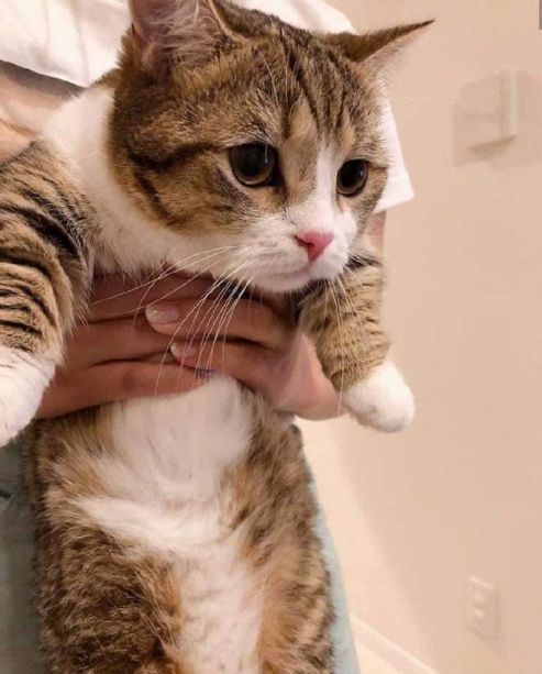 猫咪和主人的温馨时刻,和猫咪快乐的瞬间