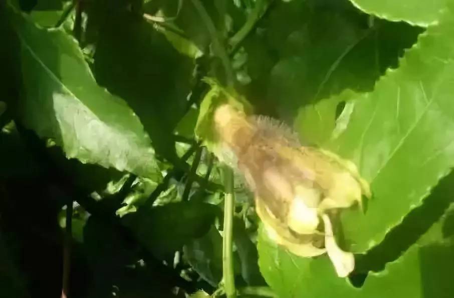 百香果黑斑病害图片,百香果下雨后病害图片视频