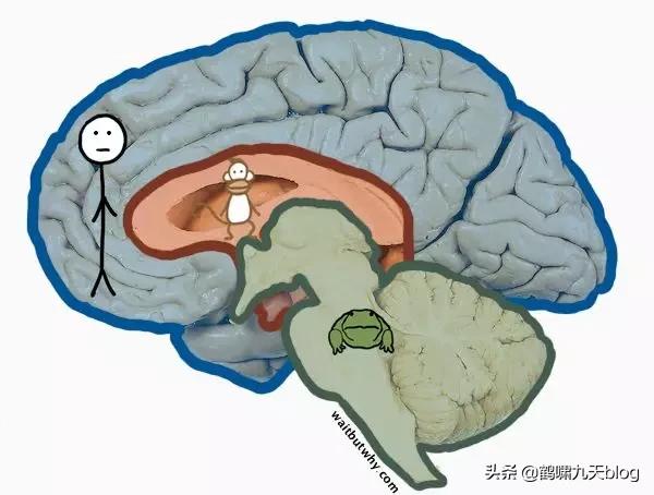 人类大脑如何超越人工智能,人类的出路在于将自身升级为神