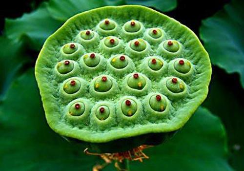 煮粥莲子,煮粥时咋去莲子苦味