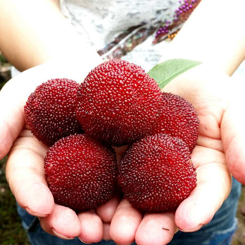 缙云“土专家”带技术上门缙云杨梅成为四川南江的“摇钱树”