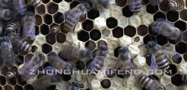 中蜂有白头蛹是什么原因,专家讲解中蜂应激白头蛹