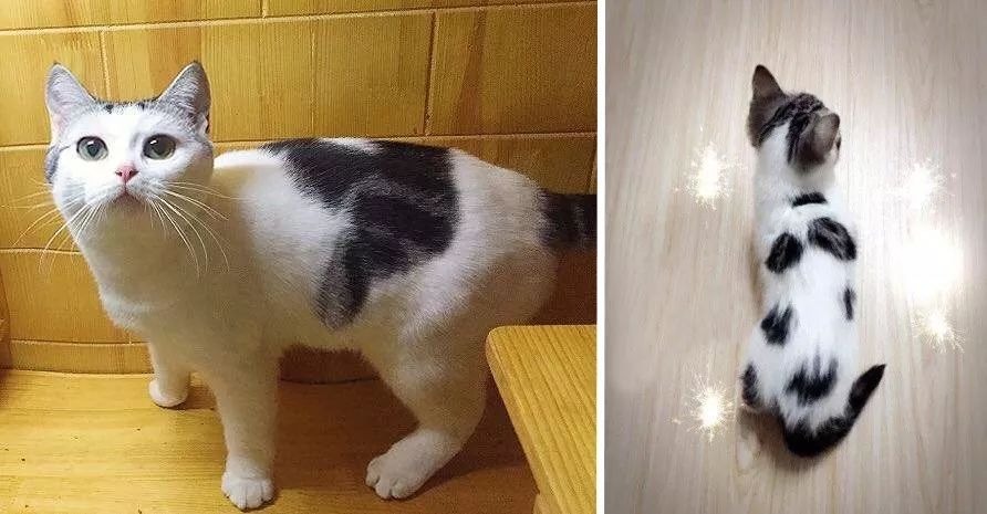 哪种猫好养又美短,好养的猫品种排行榜