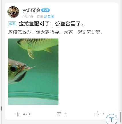 重磅|国内缸内金龙鱼繁殖重大突破，附65天跟踪记录