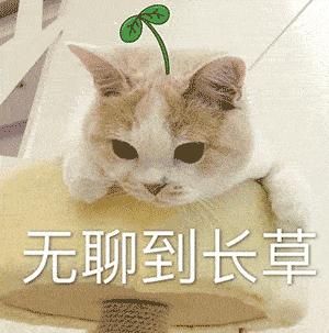 可爱小猫表情包搞笑图片,开心表情包可爱搞笑图片