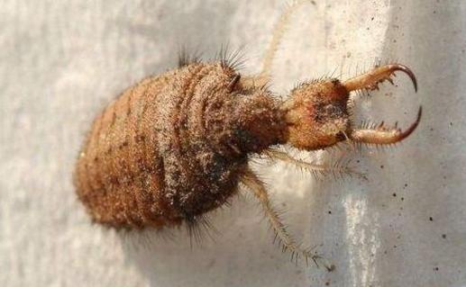 地牯牛专业捕捉,怎样大量捕捉地牯牛