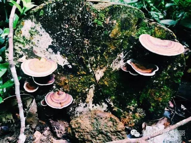 记录了在斯里兰卡美好的回忆,斯里兰卡之旅留下的美好回忆