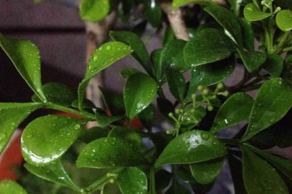 米兰移栽后套塑料袋,12度气温米兰需要用塑料袋套吗