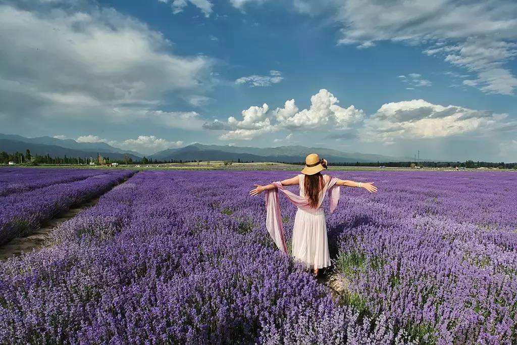 法国薰衣草的花语是什么,普罗旺斯的薰衣草什么意思