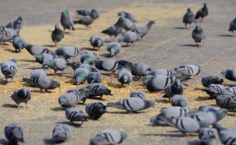 鸽子有了毛滴虫，使用化药易反复有耐药性怎么办？