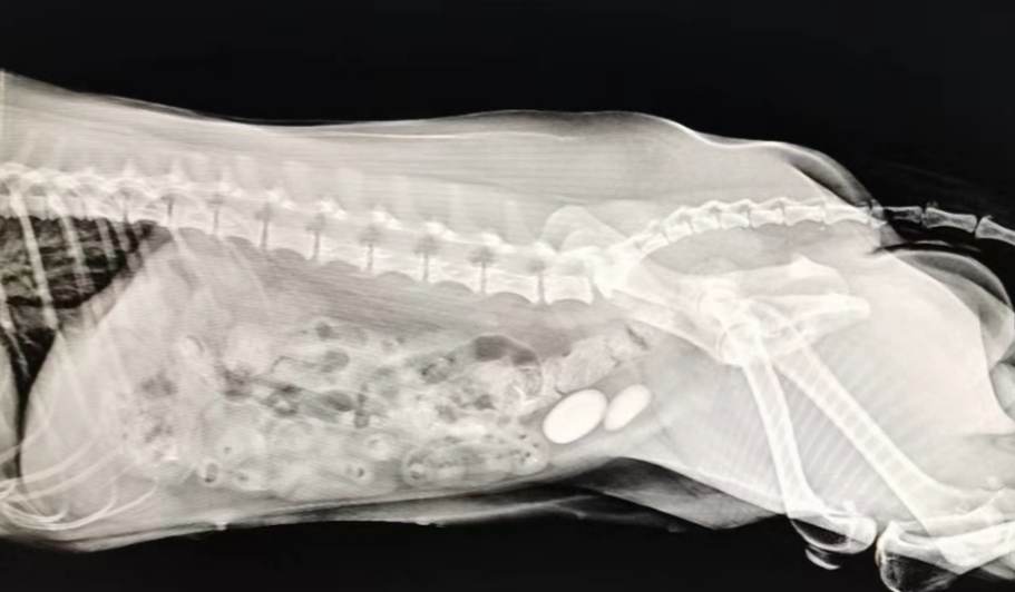 曾经是狗狗最美味食物，现在却被宠物主人嫌弃，鸡肝的孰是孰非