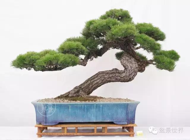 松树盆景经典大片,大斜杆式盆景得金奖作品松树
