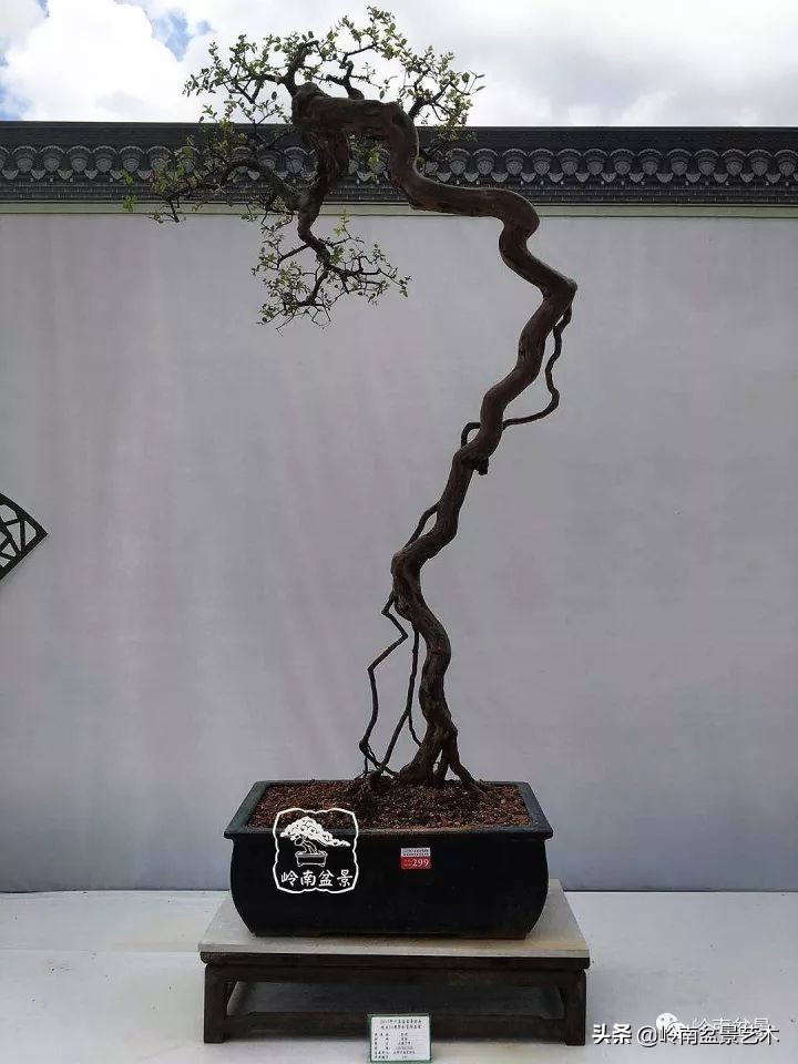 以根代杆下细上粗式盆景图片,十种适合吊着养的盆景