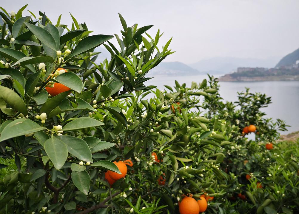 伦晚详解：好吃更要吃个明白，五分钟带你看如何辨别真假伦晚