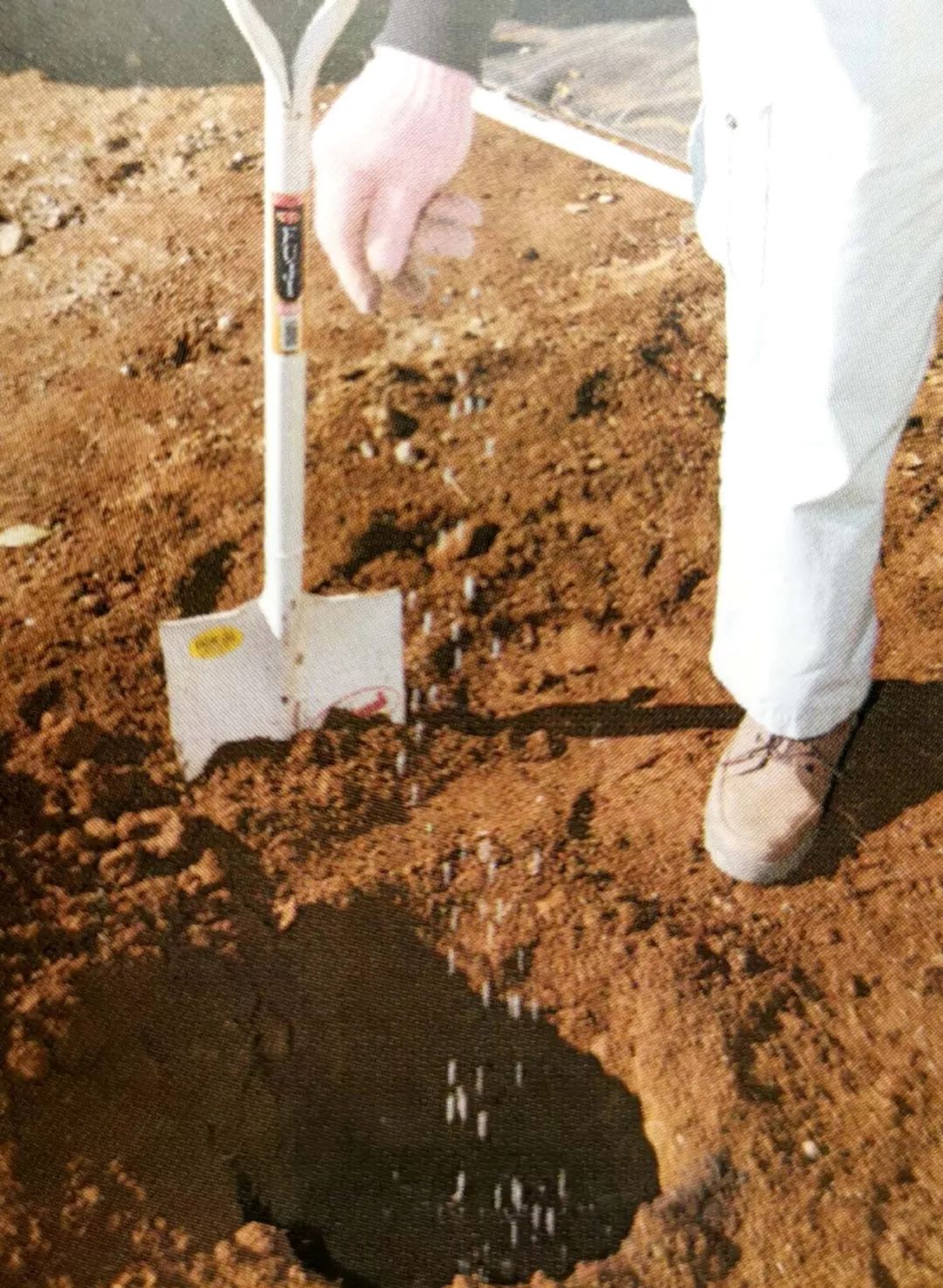 种植小树苗的正确步骤图片,新种植的小树苗一个月能长啥样