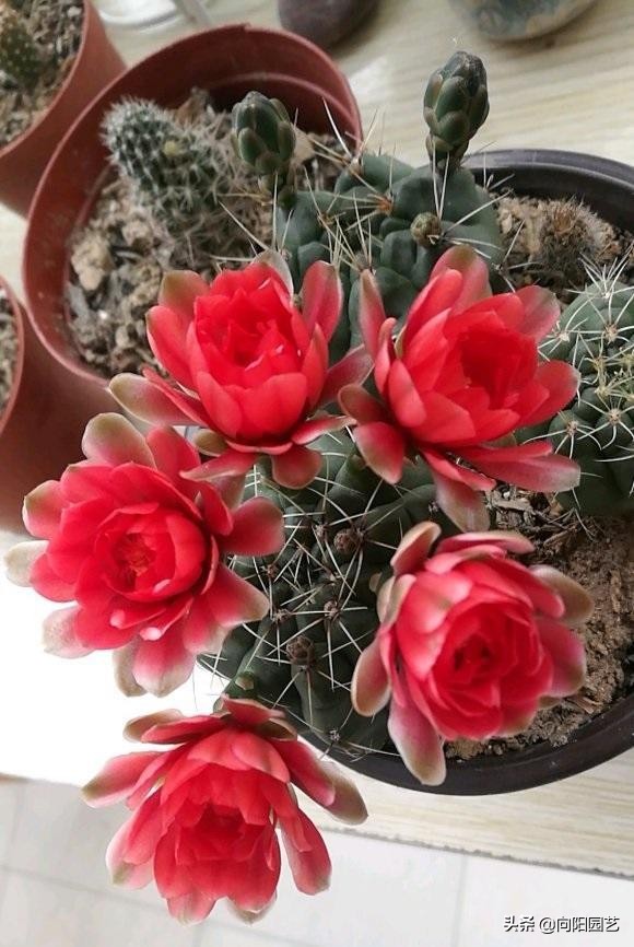 冬天室内养仙人球如何防徒长,哪一个品种的仙人球最好养