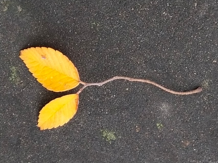 花笺记——我和花朵等来的不是你，却是七月最后一场雨