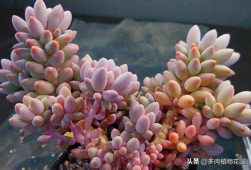 婴儿手指怎么养才能爆盆,婴儿手指怎么养的又胖又圆