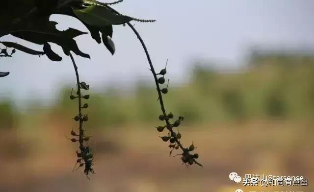 澳洲坚果的生长和做工视频,广西夏威夷果澳洲坚果