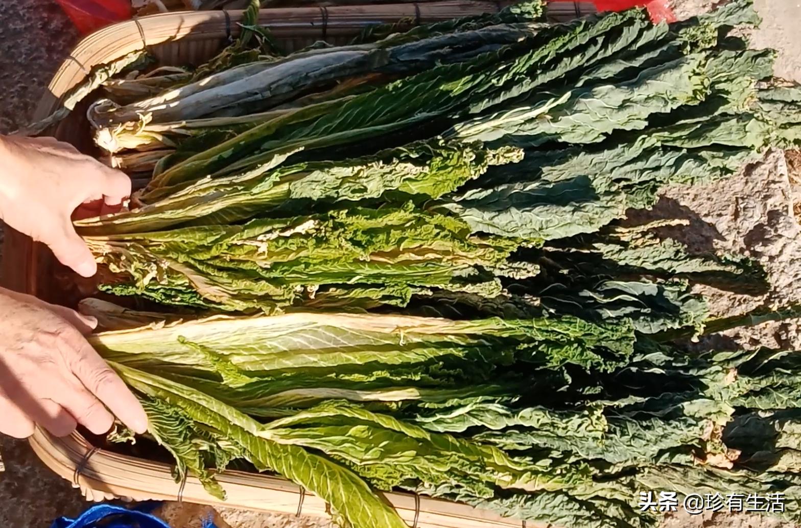 黄心白菜保存,蓟县背阴白菜