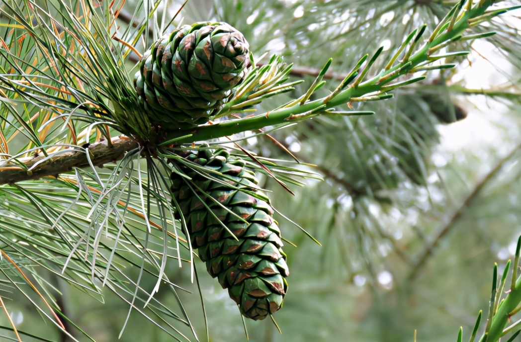爬树打松子人工费一般多少钱一天,东北松子爬树采摘过程