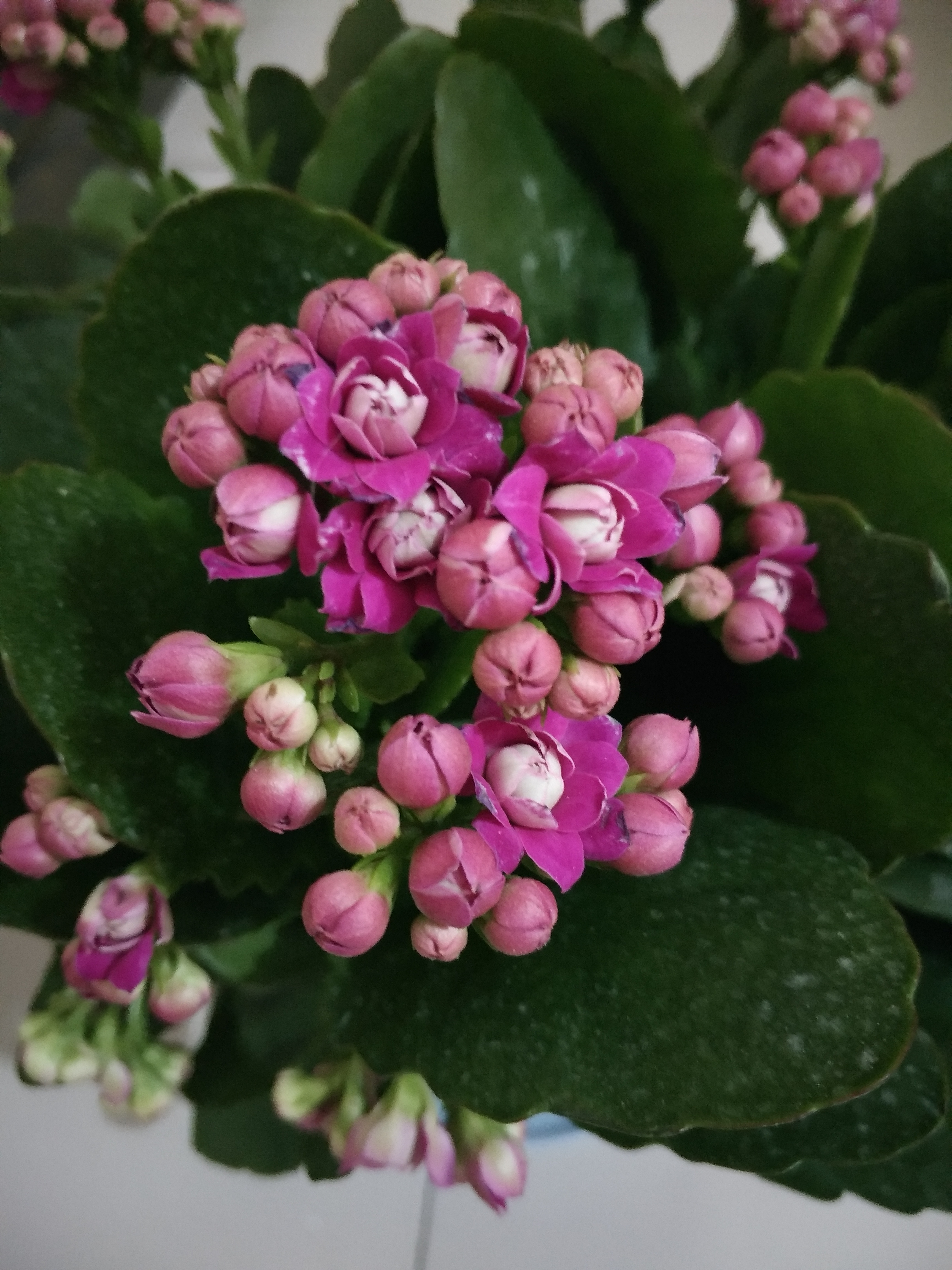 长寿花买回来刚刚有花朵怎么养,长寿花夏天落叶怎么养
