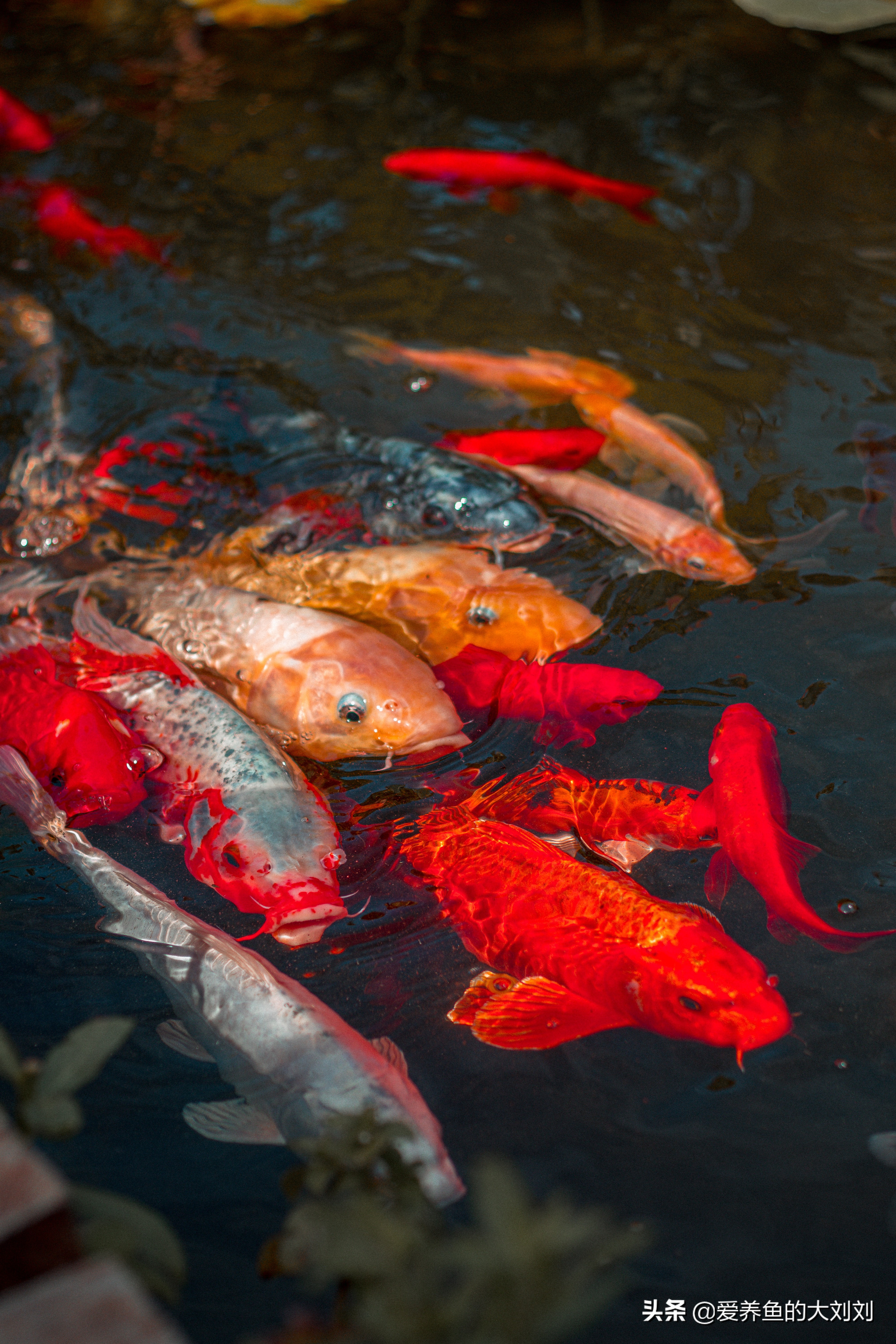锦鲤怎样才肥又大,秋天到了该减肥了