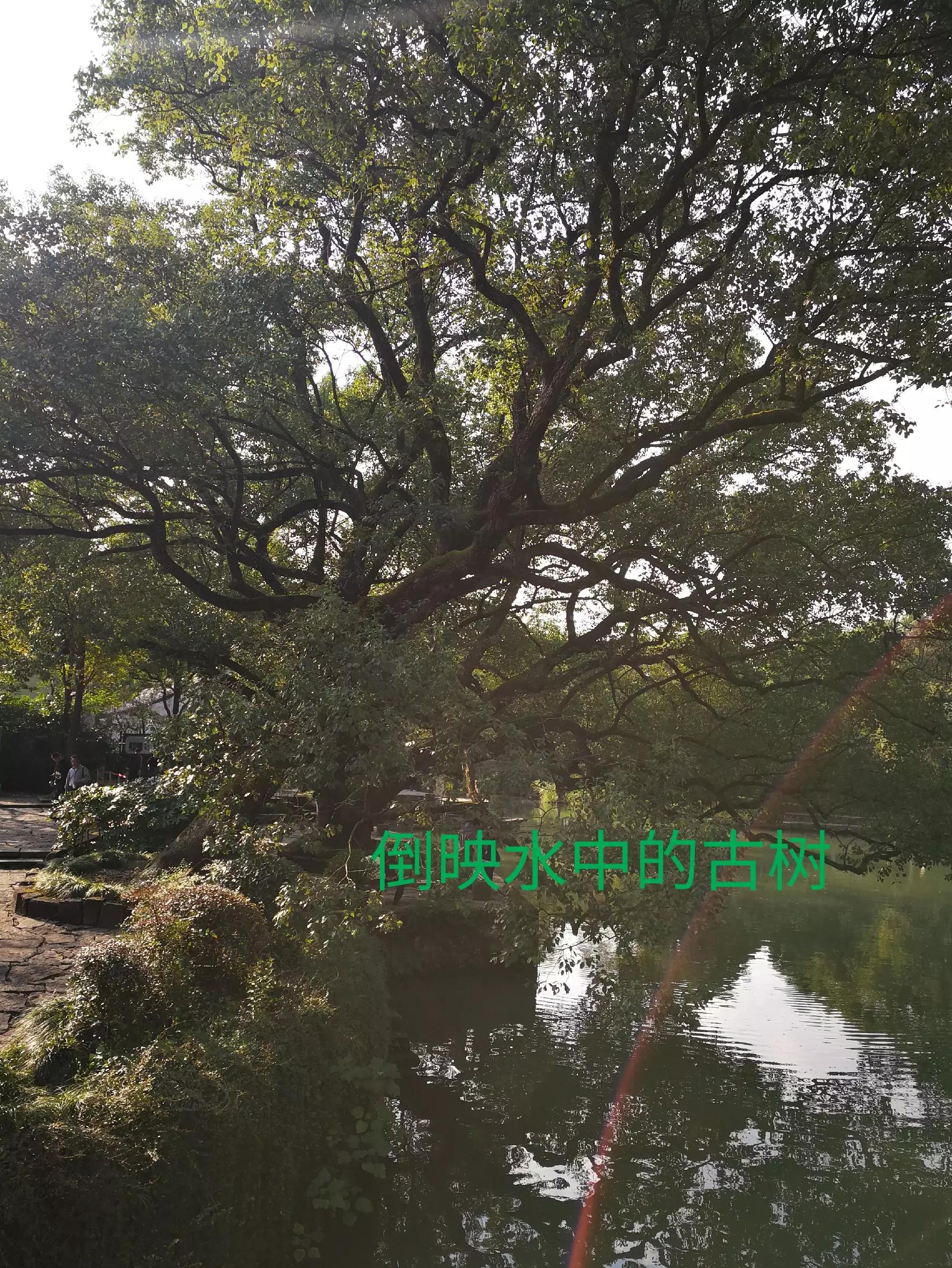 游览杭州西溪湿地,荡漾在四通八达的河道上,沁人心脾,一起看看