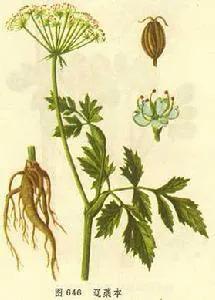 藁城区发展方向,对新疆库尔勒你了解多少